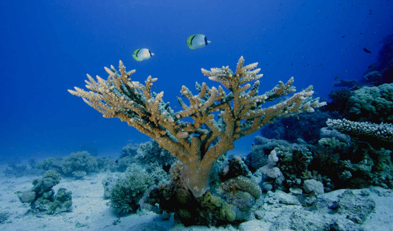 world, corals, bottom, marine