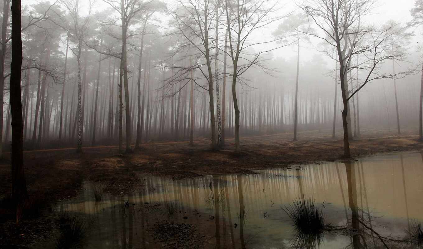desktop, лес, long, туман, отражение, swamp