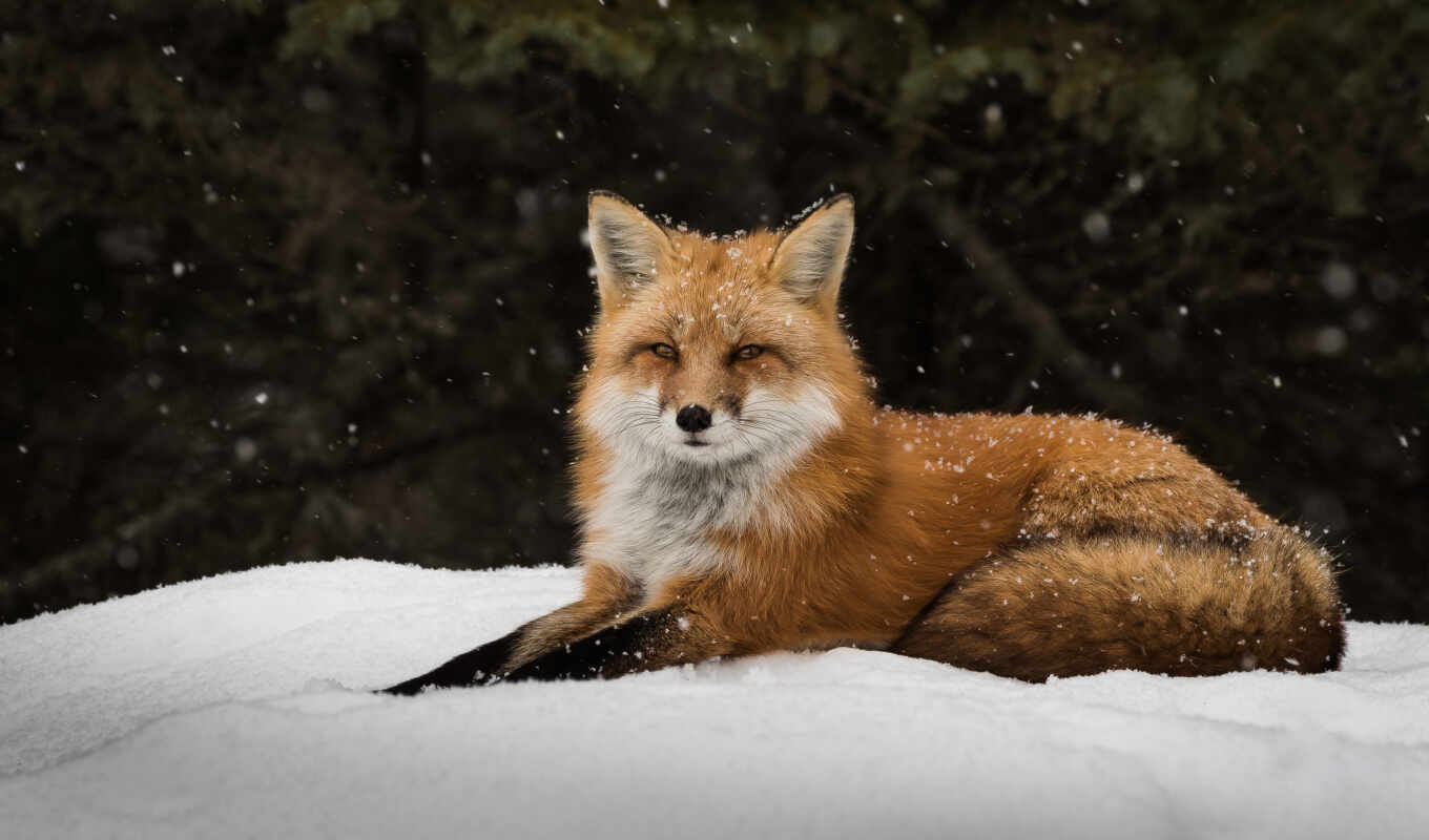 snow, fox, predator, muzzle, lie