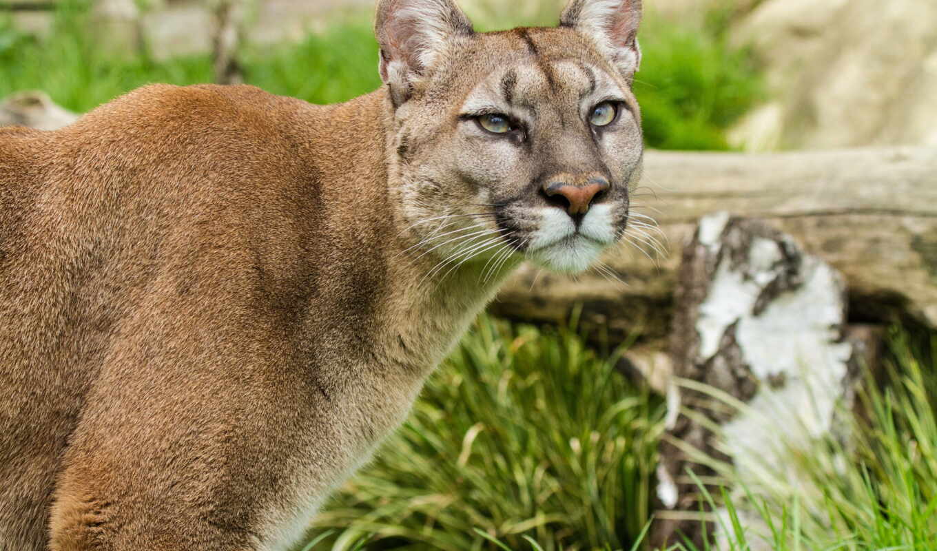 picture, mountain, cat, cats, cats, puma, cougar, pumas