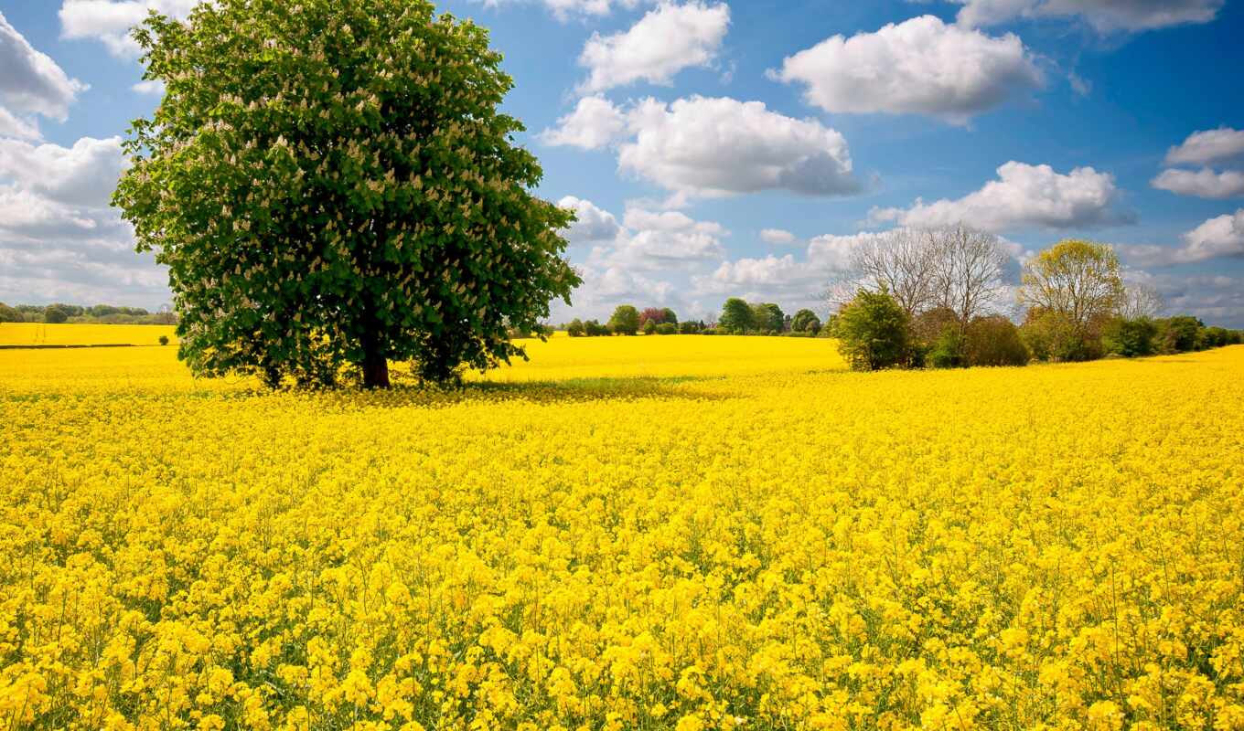 nature, sky, tree, field, chestnut, ukraine, spring, beautifully, rapeseed, spend
