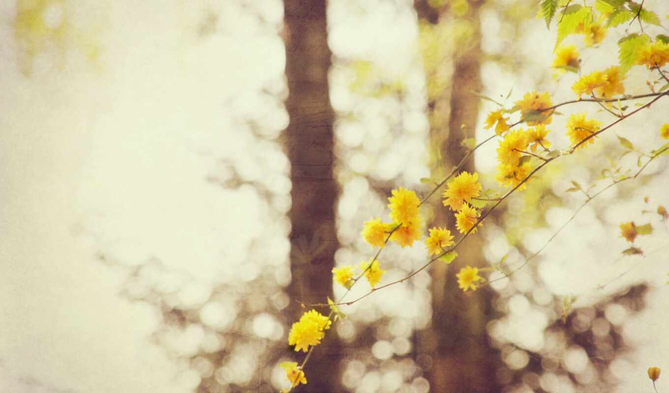 forest, flowers, branch, yellow, bokeh, pages