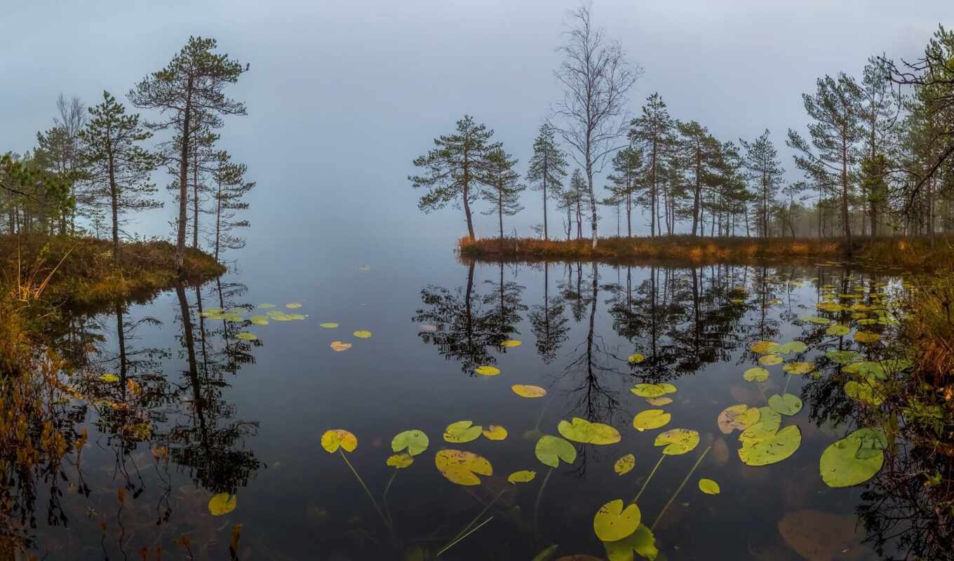 lake, sheet, comment, sunrise, autumn, reflection, join, foggy, conservation, water lily, pikabushnik