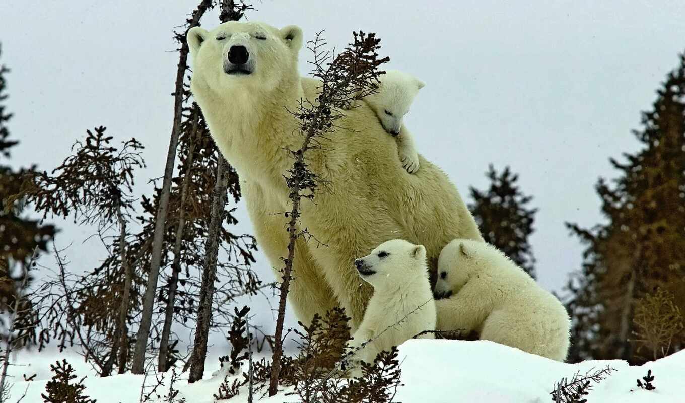 white, лес, медведь, medvezhonok