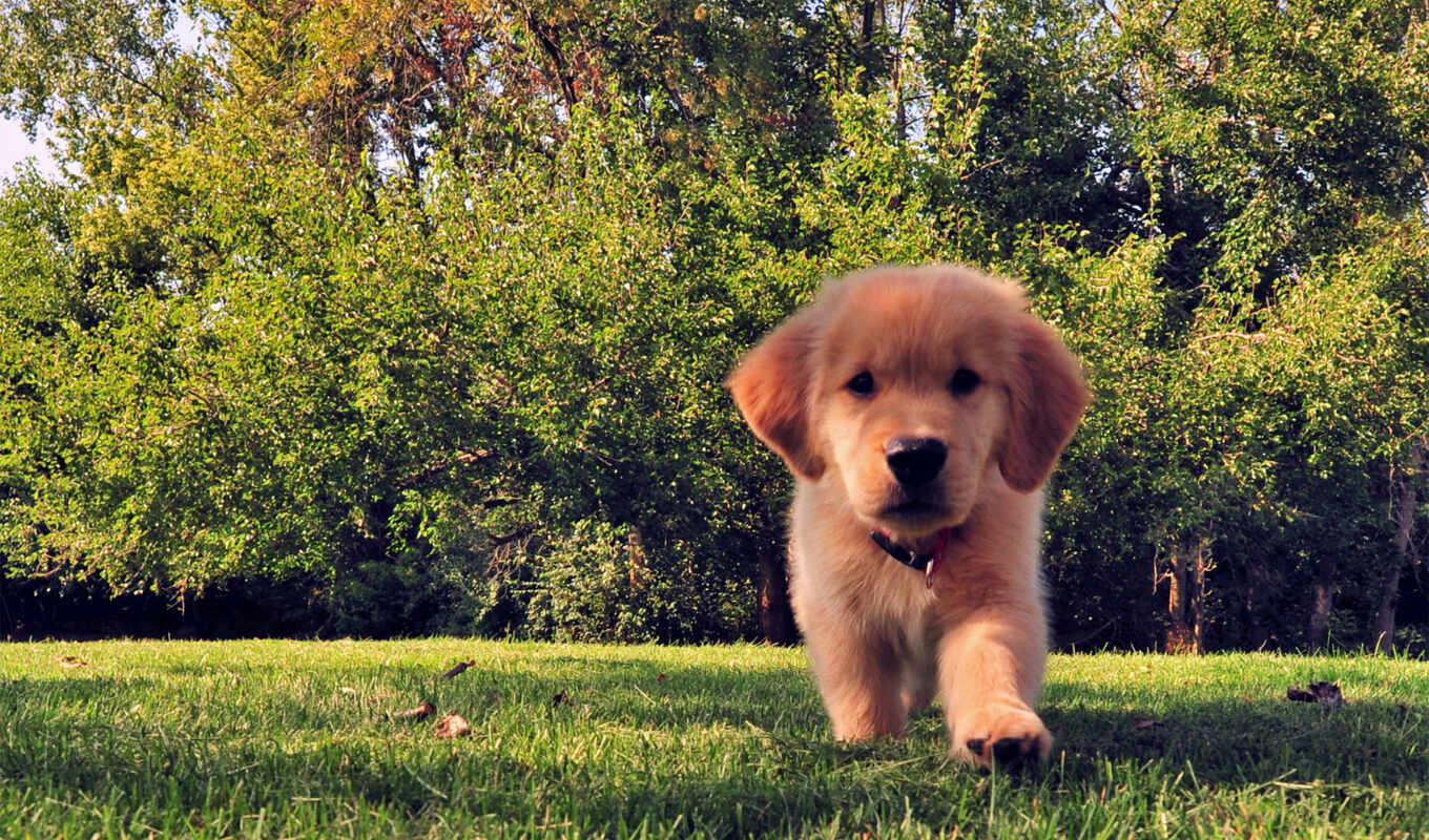 трава, собака, золотистый, щенок, labrador, animal, retriever