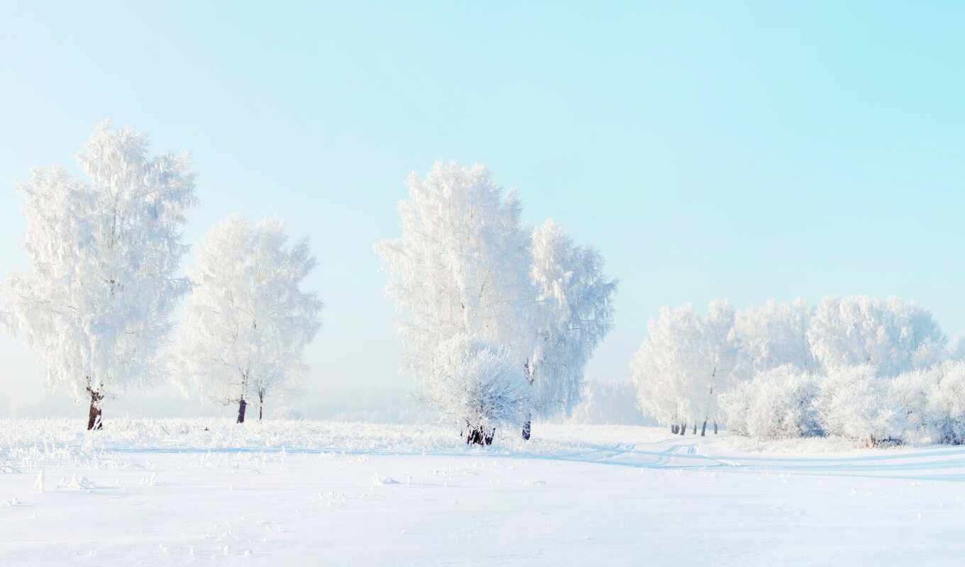 иней, снег, winter, trees