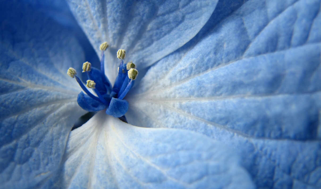 цветы, blue, free, share, flowers