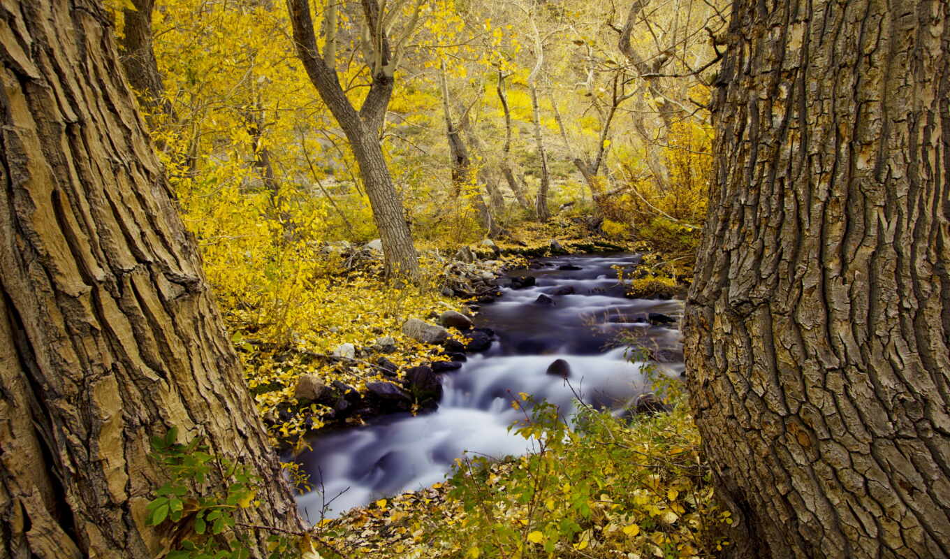 природа, листья, лес, осень, пасть, trees, landscapes, rivers, seasons, forests, потоков