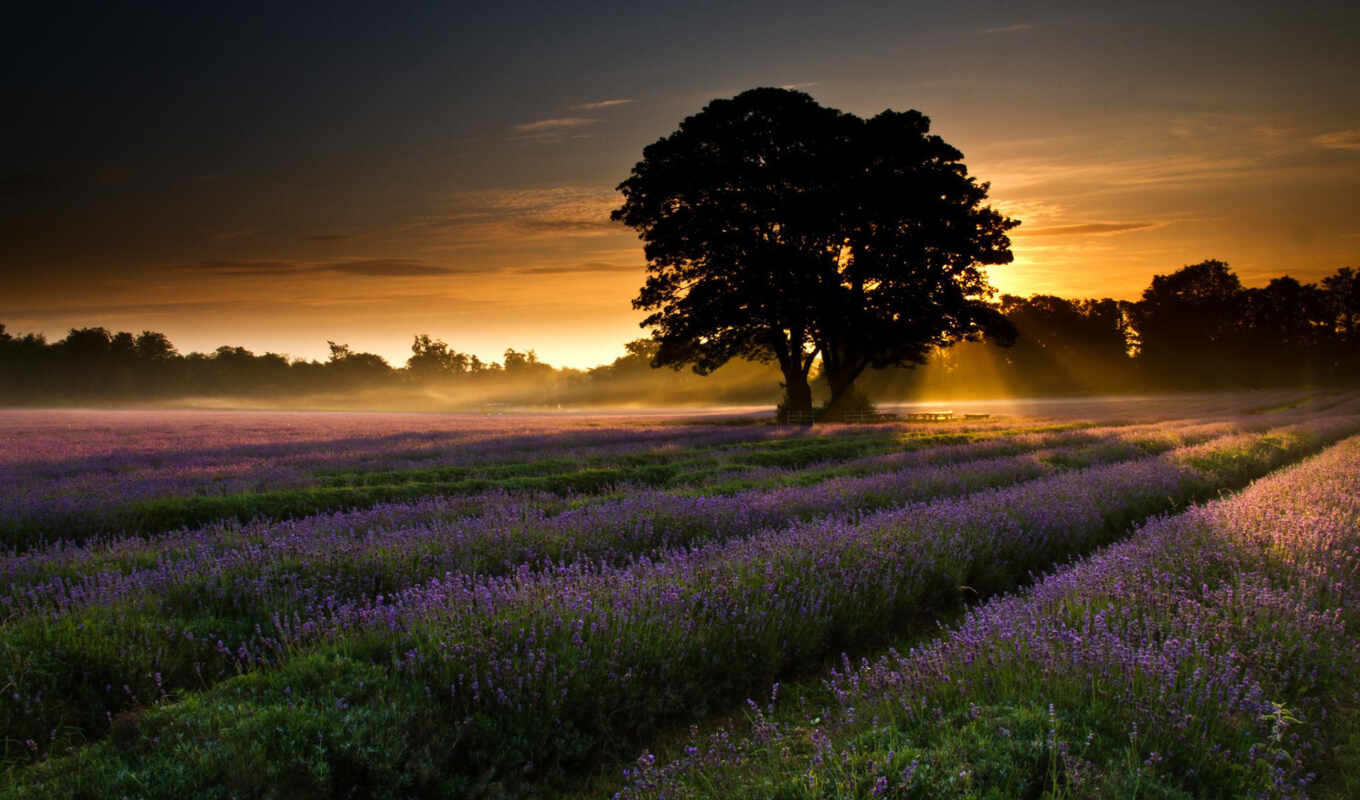 sol, of, flores, field, sunset, on, lavender, bazinga