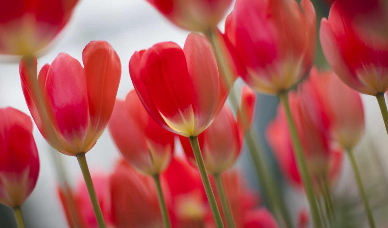 desktop, google, one, pink, spring, tulips, many