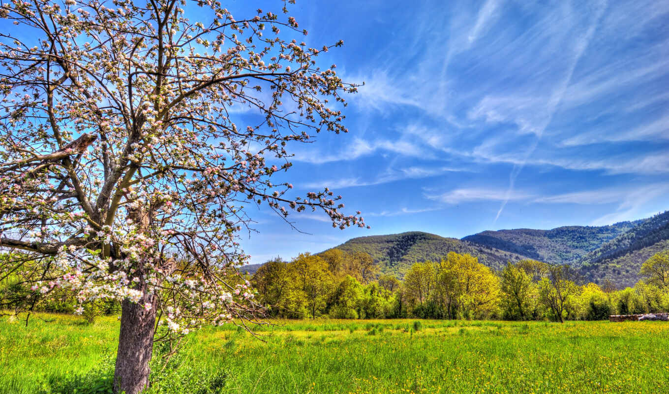 nature, sky, tree, field, spring, color, mountains, apple tree
