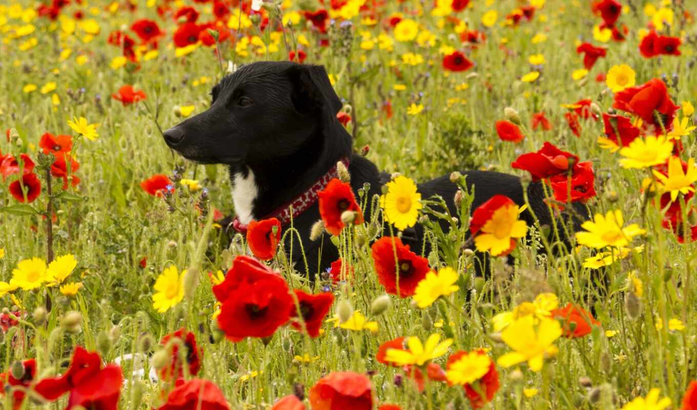 трава, поле, собака, собаки, луга, цветами, cvety, луг, zhivotnye, маки