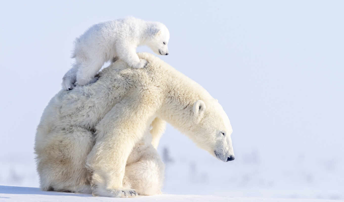 white, снег, winter, хищник, медведь, animal, детёныш, ursa, medvezhonok