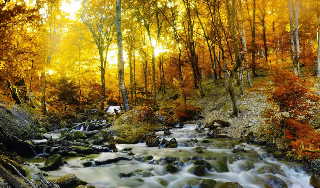 parede, papel, лес, осень, ручей, paisagem, fot