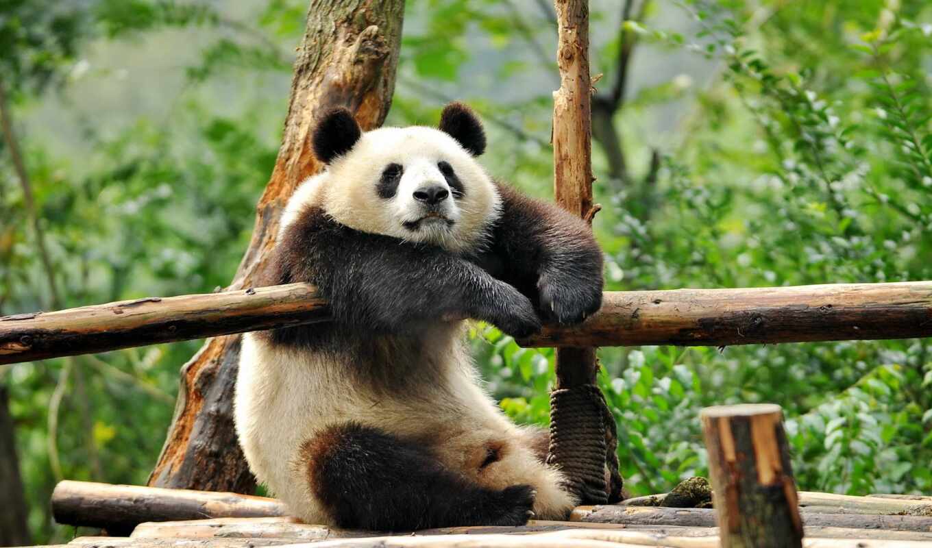 panda, funart