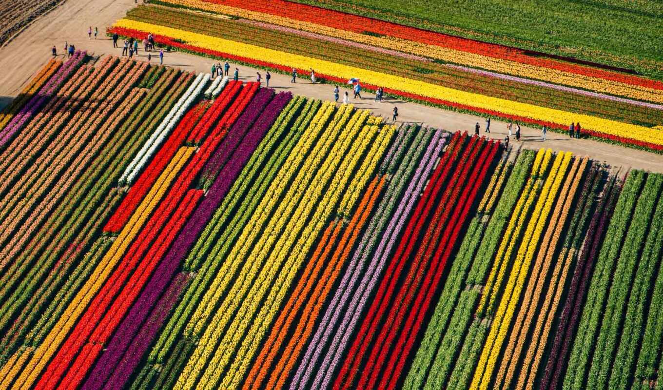 new, field, zealand, tulip
