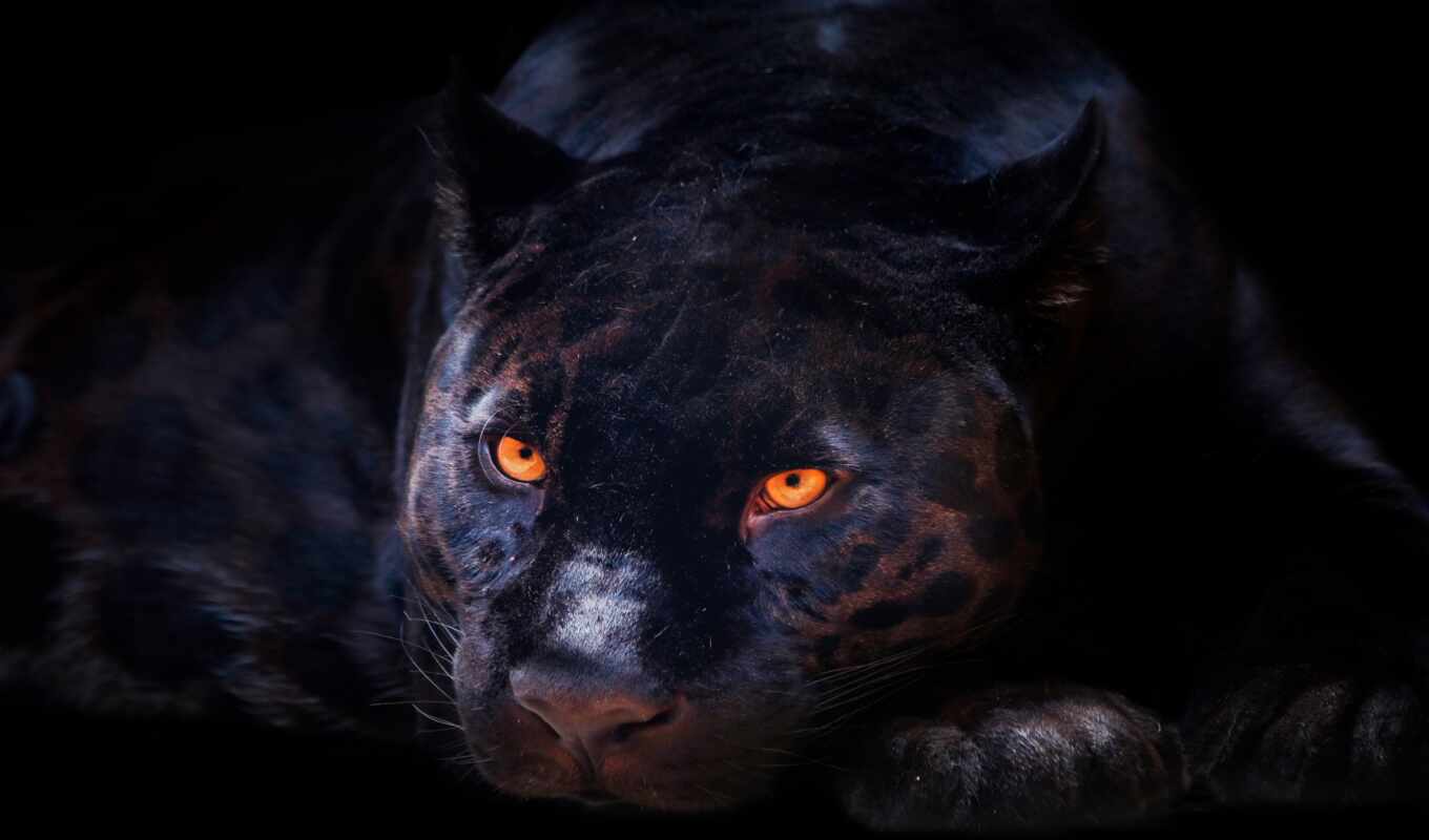 black, cat, animal, jaguar, panther