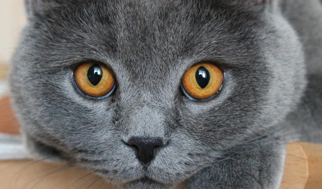 eye, cat, grey