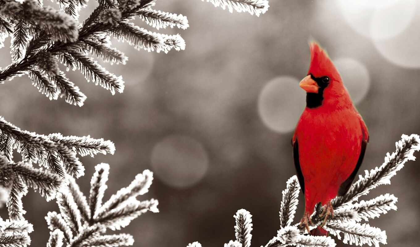 red, снег, winter, птица, animal, кардинал