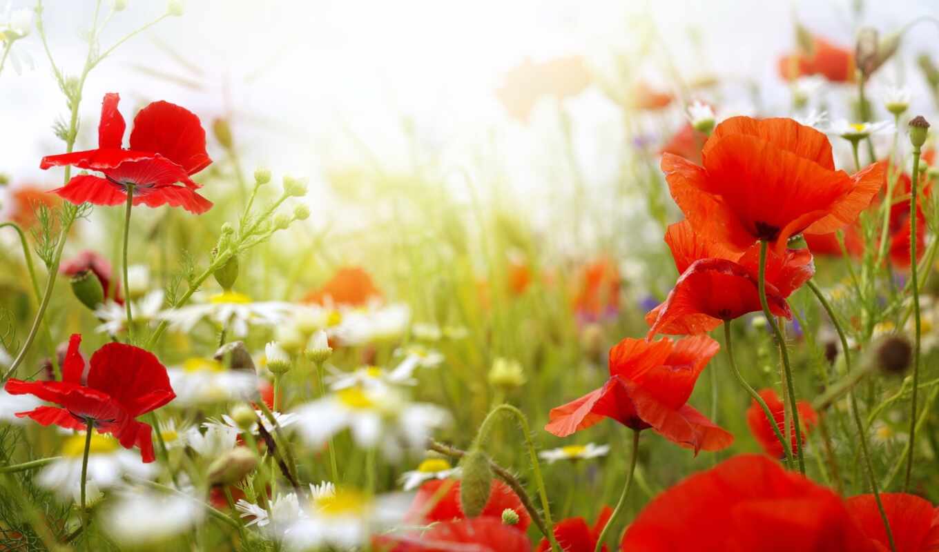 nature, flowers, red, field, spring, plant, poppy