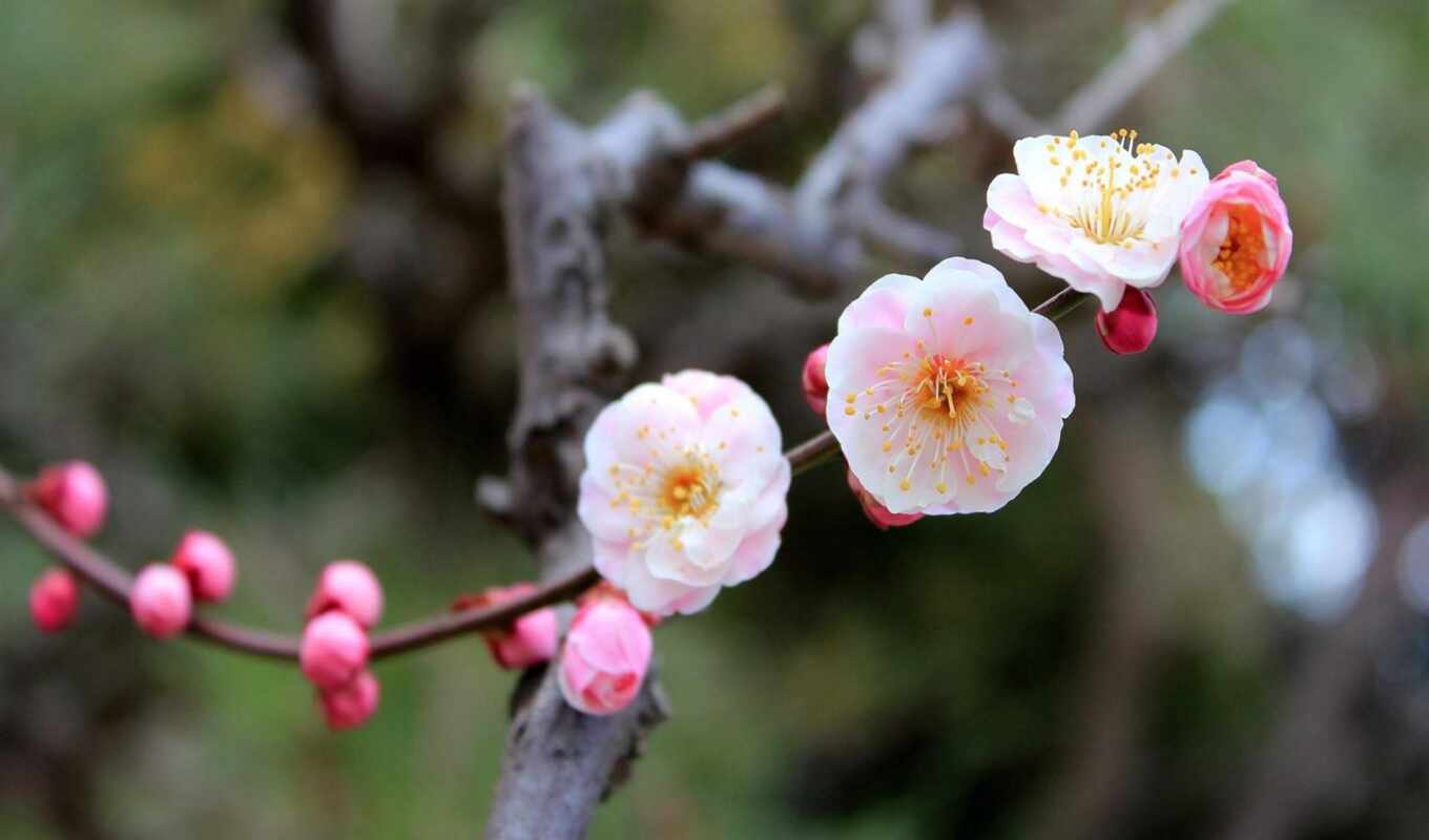 macro, tree, Sakura, spring, blossom, trees, beautifully, cvety, twig, petals, peaches