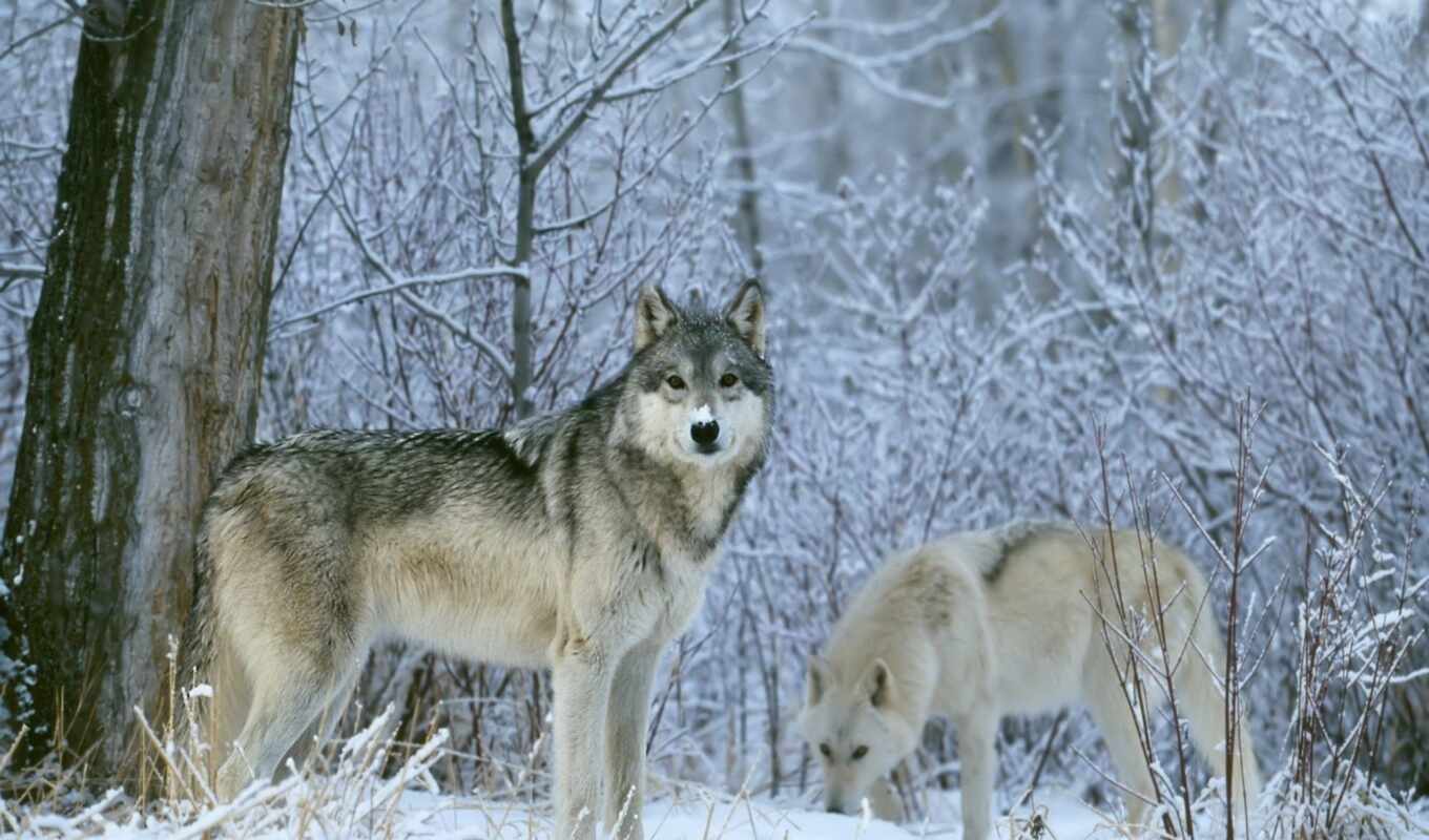 snow, winter, world, animals, wolves, zhivotnye, in winter