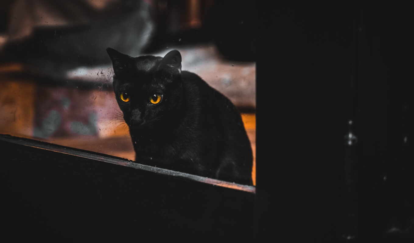 black, картинка, окно, кот, cute