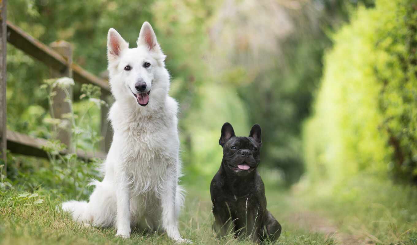 собака, природа, white, овчарка, swiss, black, bulldog, french, друг, pair, зелёный