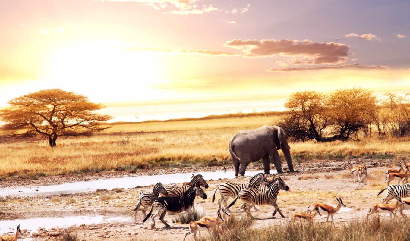 sun, слон, саванна, animal, африка, zebra, антилопа, саванна, миро