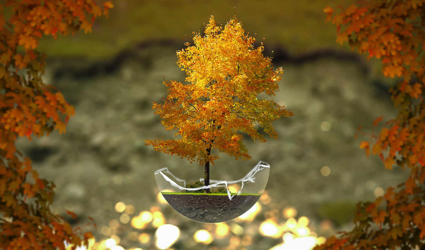 дерево, осень, растение, leaf