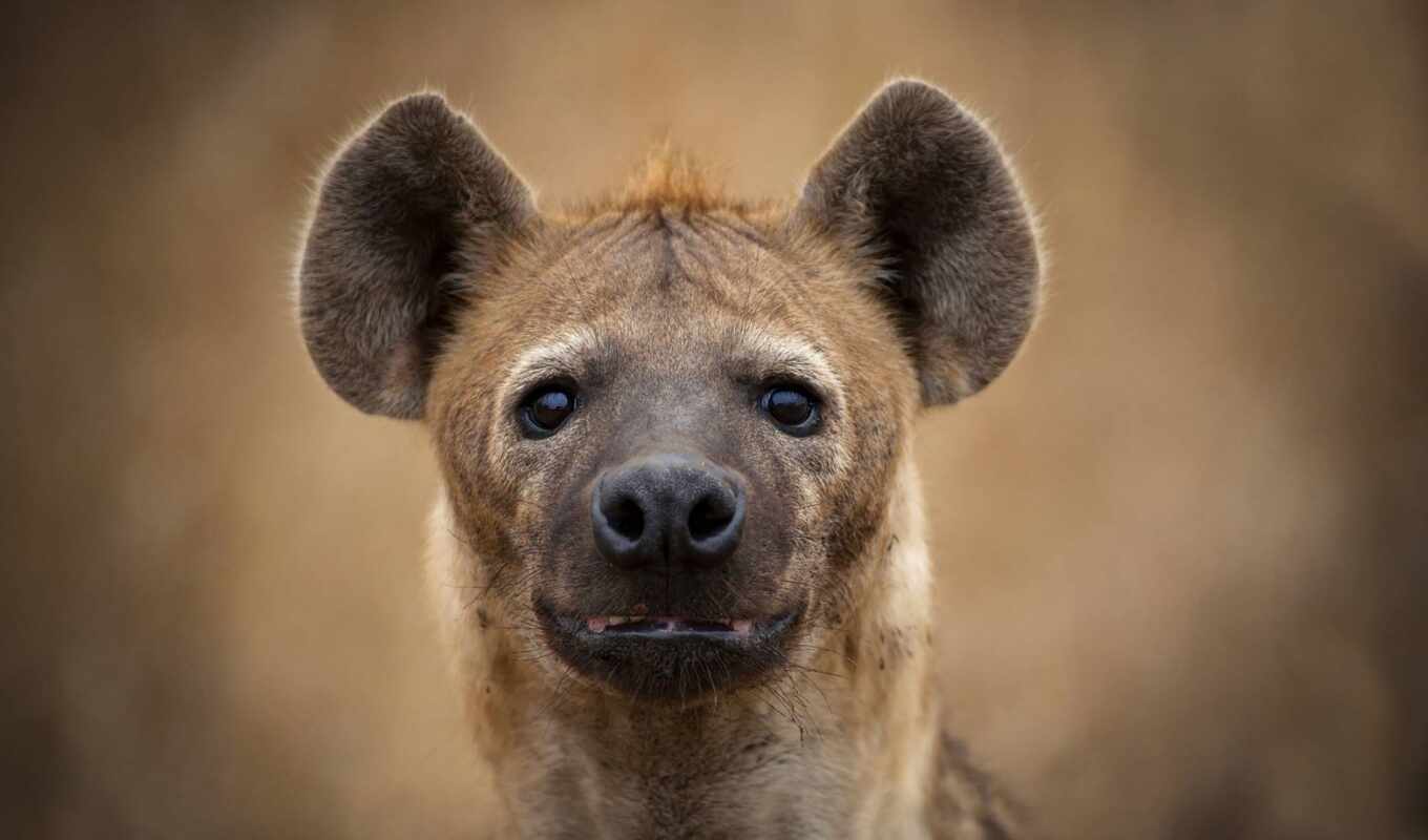 морда, hyena