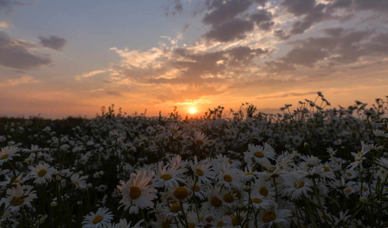 sunset, field, chamomile