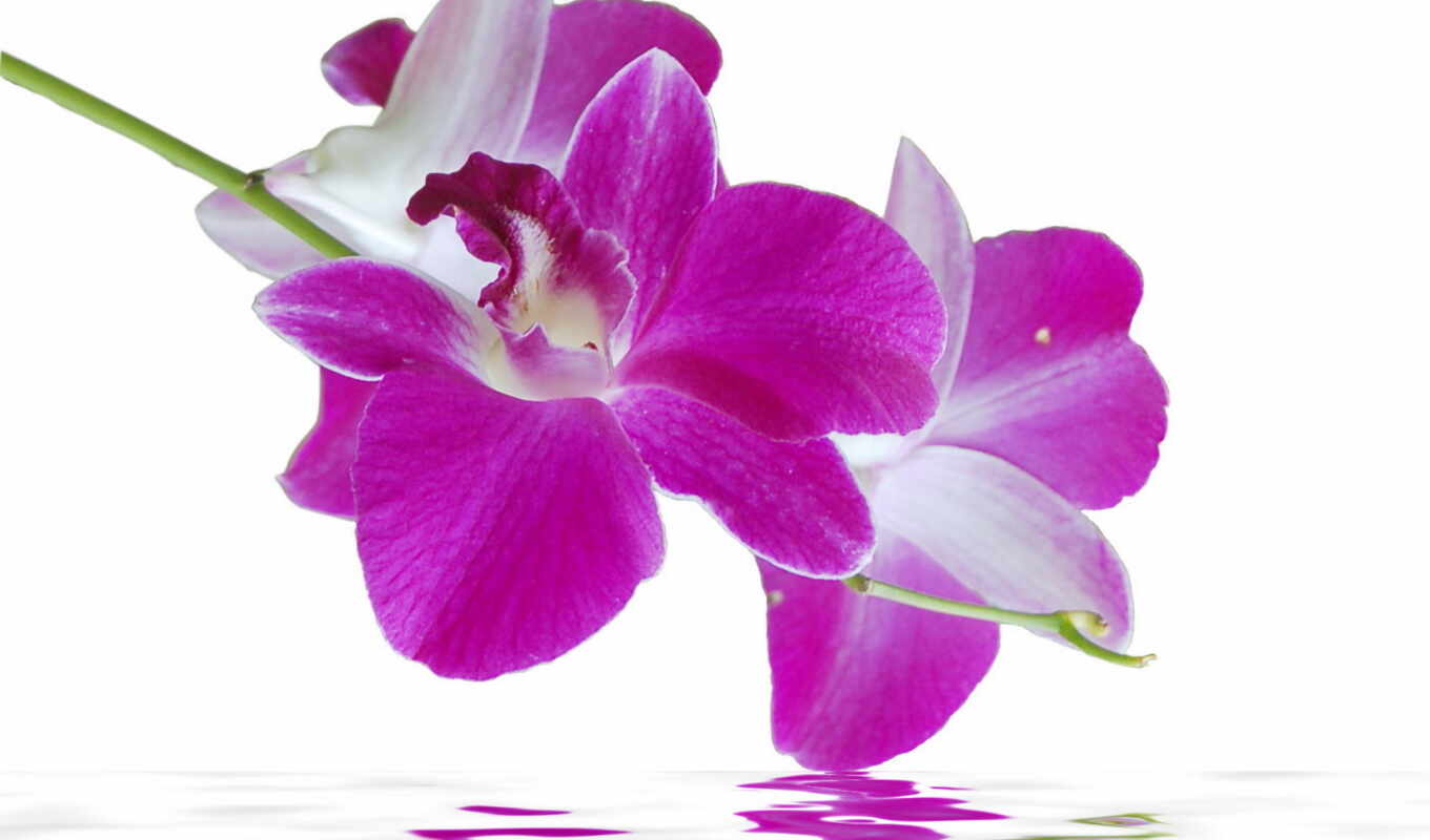 цветы, картинка, со, купить, орхидея, орхидеи, водой, доставка, модульная, холсте, частей
