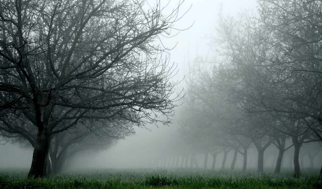 nature, grass, forest, categories, trees, fog, backgrounds