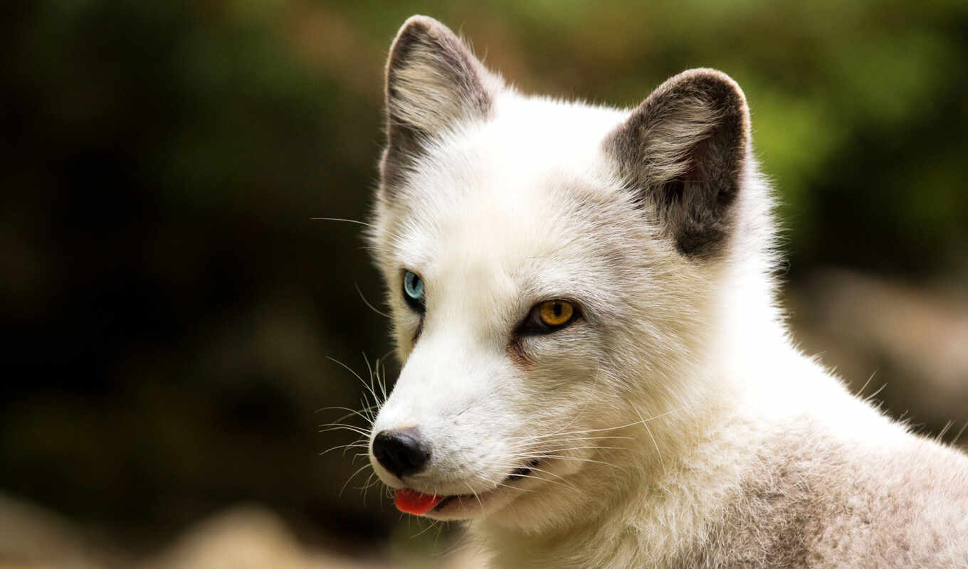 eyes, fox, different, animals, pinterest, colored, arctic, heterochromia