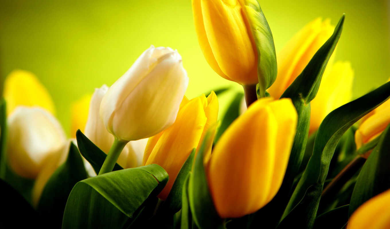 white, japanese, buy, yellow, tulips, panels, roman, posters, curtains, photo wallpapers