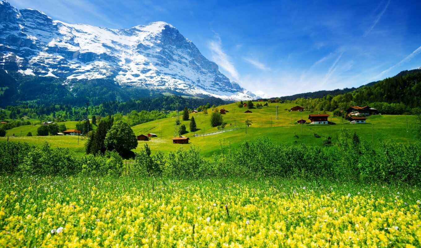 природа, цветы, трава, гора, поле, swiss, yellow, швейцария, луг, bush, bora