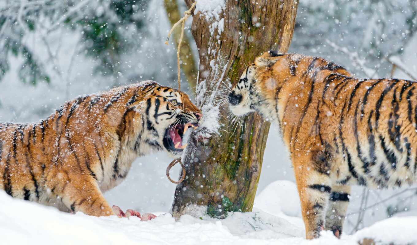 lion, снег, left, тигр, animal, puma, tigre, arslon, siberie