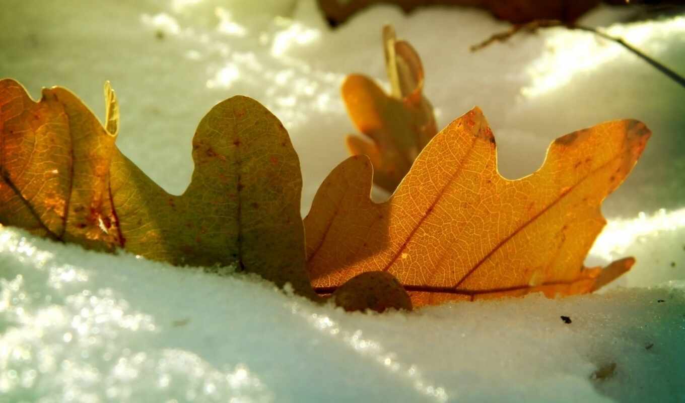 снег, осень, дуб