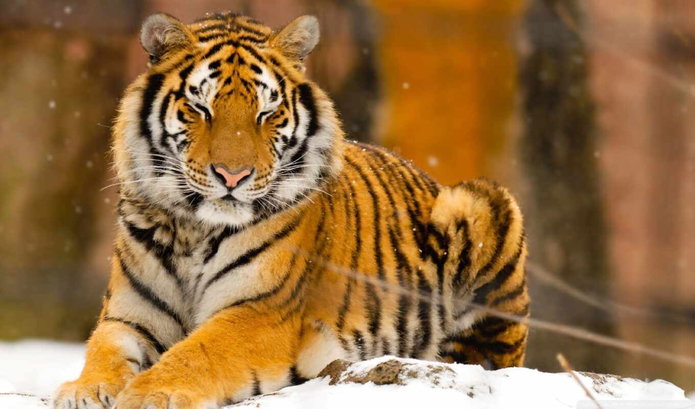 nature, snow, cat, big, animals, tiger, sleep, animal