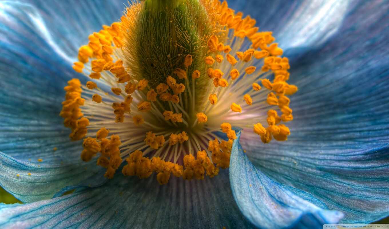 flowers, blue, plant, hemalai, poppy