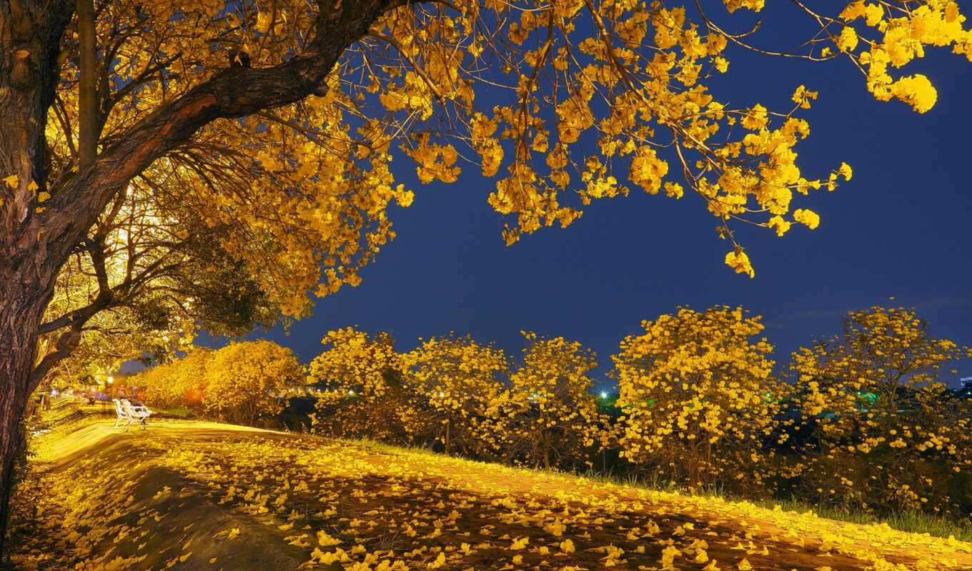 природа, blue, листья, landscape, красавица, осень, пасть, park, trees, falling