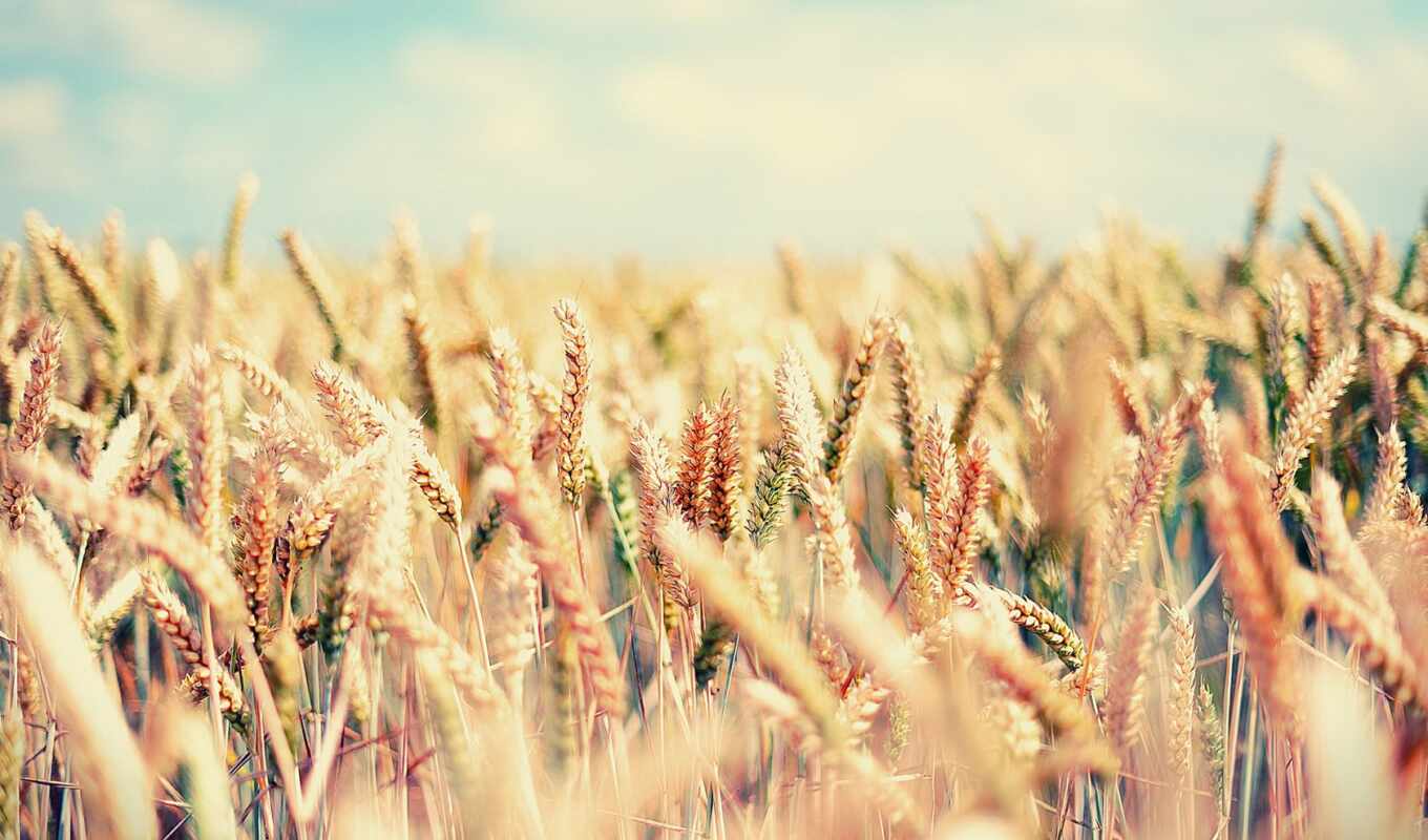 summer, large format, field, golden, different, wheat, wheat, ears of corn, evils