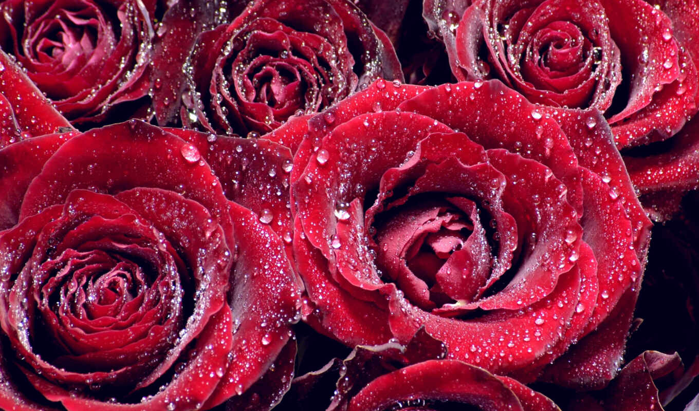 rose, Red, drops, macro, code, roses, cvety, roses, petals