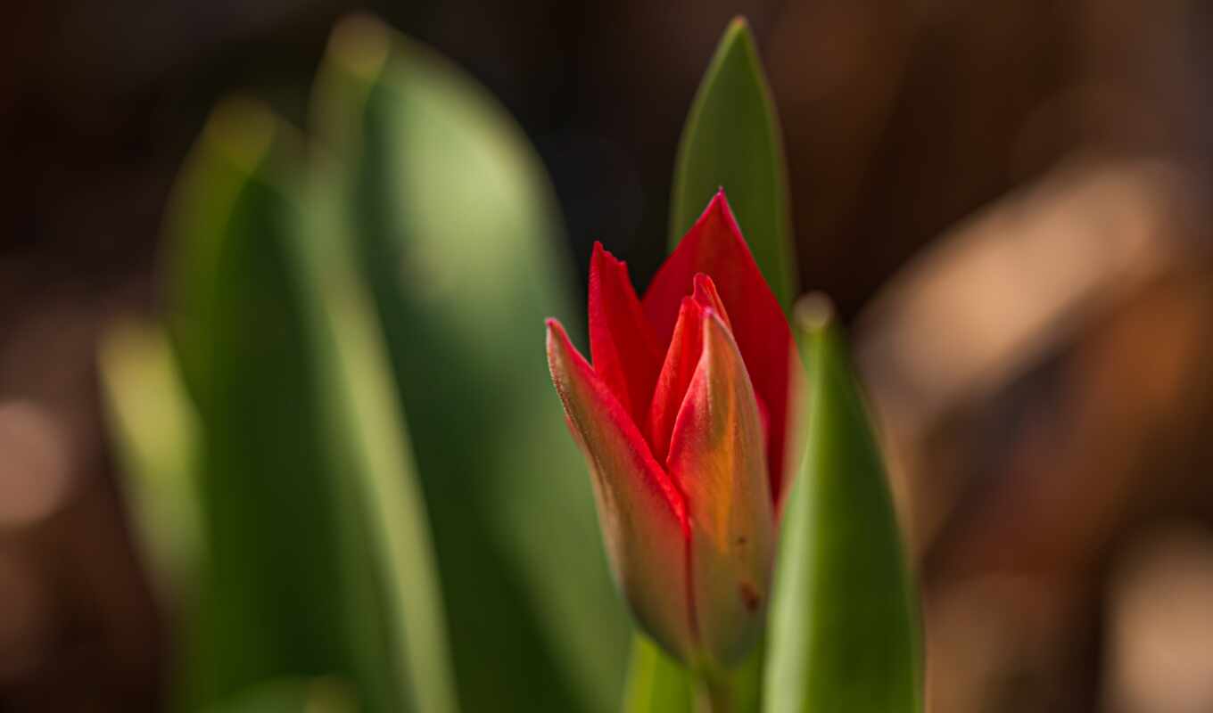 tulip, sprenger