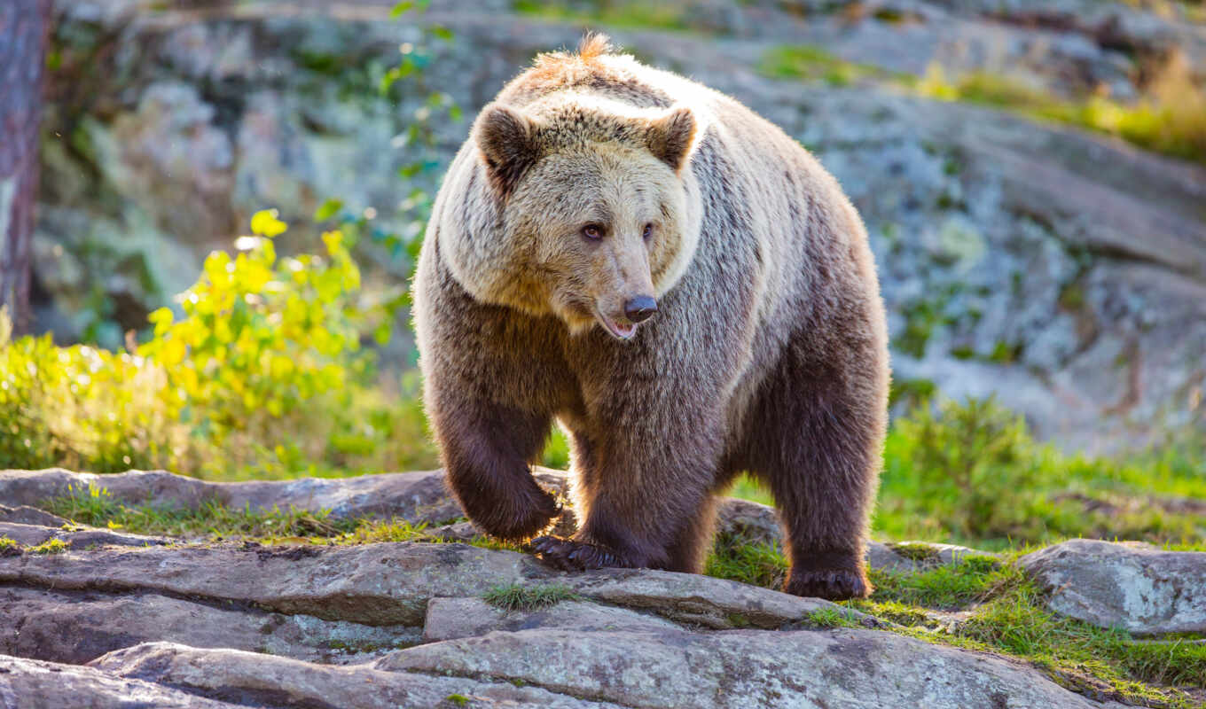 браун, медведь, animal, рыбалка, hour, dangerous, grizzly, trk