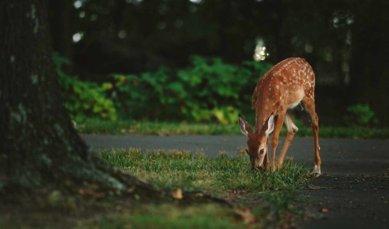 nature, photo camera, picture, wild, animal, trap, doe, meal, roe deer
