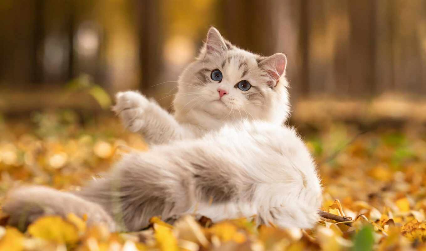 white, cat, autumn, leaf