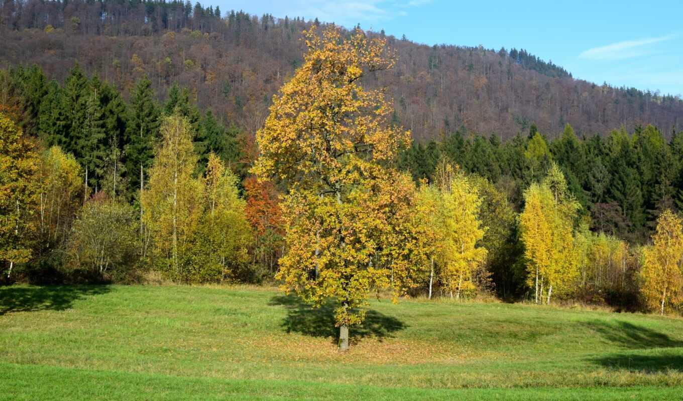tree, grass, forest, field, mix, autumn, free, forest, broadleaf, xminusone (minute)