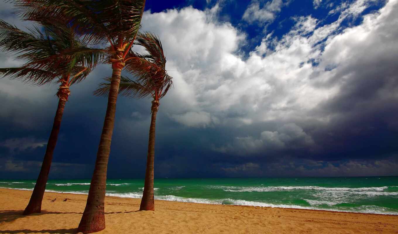 природа, fone, пляж, море, берег, пляже, пальмы, ветер, palm, tropics, тучи